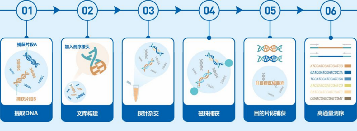 高通量测序(ngs)应用科普 - 南京兔牙生物科技
